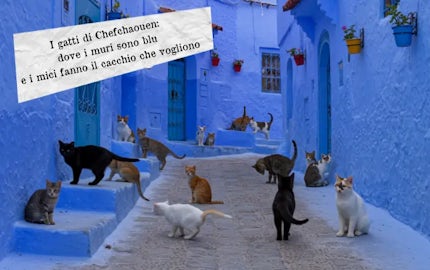 gatti chefchaouen